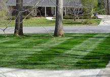 Landscape Maintenance, Fescue Installation, striping lawn